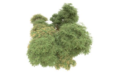 Orman arka planda izole edilmiş. 3d görüntüleme - illüstrasyon