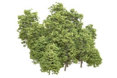 Orman arka planda izole edilmiş. 3d görüntüleme - illüstrasyon