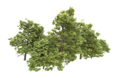 Orman arka planda izole edilmiş. 3d görüntüleme - illüstrasyon