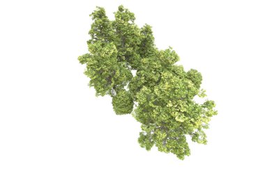 Orman arka planda izole edilmiş. 3d görüntüleme - illüstrasyon
