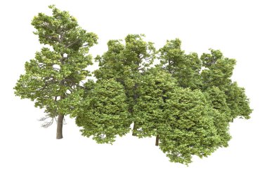 Orman arka planda izole edilmiş. 3d görüntüleme - illüstrasyon