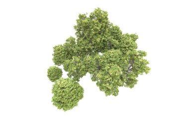 Orman arka planda izole edilmiş. 3d görüntüleme - illüstrasyon