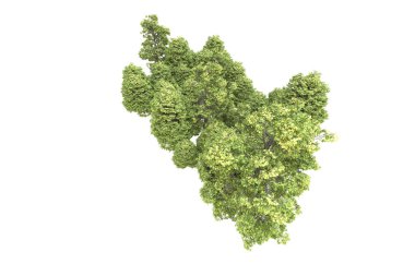 Orman arka planda izole edilmiş. 3d görüntüleme - illüstrasyon