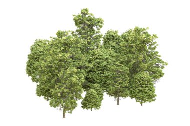 Orman arka planda izole edilmiş. 3d görüntüleme - illüstrasyon