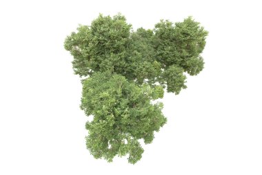 Orman arka planda izole edilmiş. 3d görüntüleme - illüstrasyon