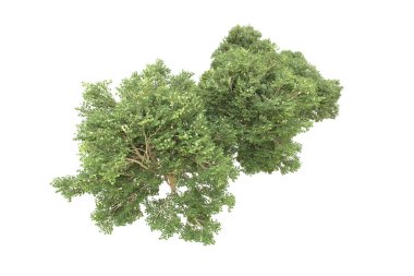 Orman arka planda izole edilmiş. 3d görüntüleme - illüstrasyon