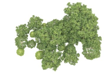 Orman arka planda izole edilmiş. 3d görüntüleme - illüstrasyon