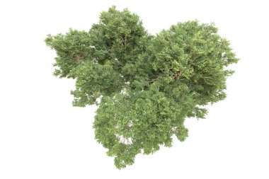 Orman arka planda izole edilmiş. 3d görüntüleme - illüstrasyon