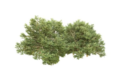 Orman arka planda izole edilmiş. 3d görüntüleme - illüstrasyon