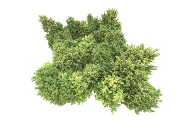Orman arka planda izole edilmiş. 3d görüntüleme - illüstrasyon