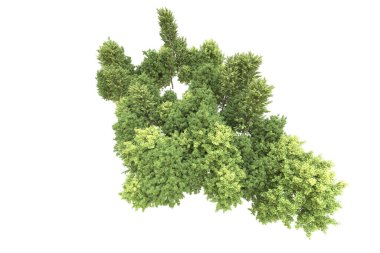 Orman beyaz arka planda izole edilmiş. 3d görüntüleme - illüstrasyon