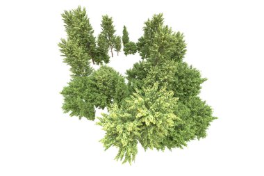 Orman beyaz arka planda izole edilmiş. 3d görüntüleme - illüstrasyon