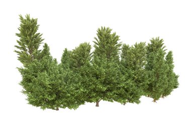 Orman beyaz arka planda izole edilmiş. 3d görüntüleme - illüstrasyon