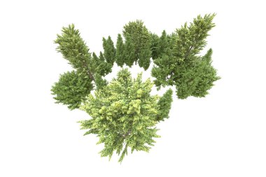 Orman beyaz arka planda izole edilmiş. 3d görüntüleme - illüstrasyon