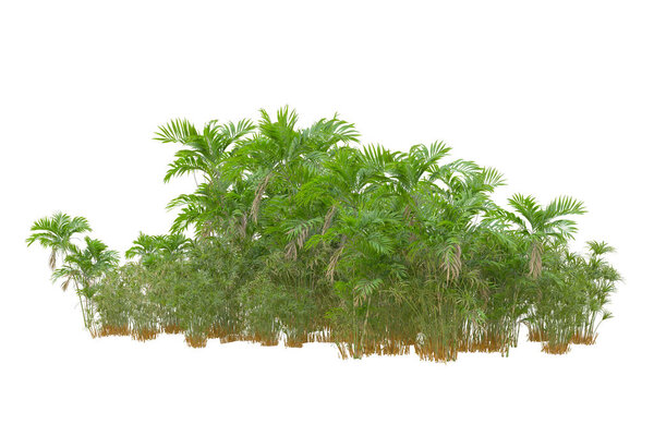 view of the tropical forest with palm trees on white background