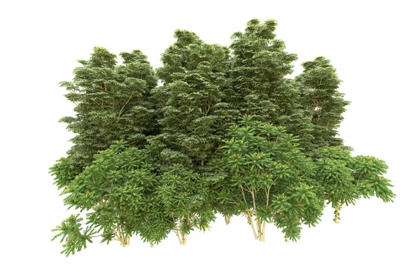 Orman beyaz arka planda izole edilmiş. 3d görüntüleme - illüstrasyon