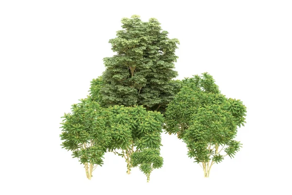 Orman beyaz arka planda izole edilmiş. 3d görüntüleme - illüstrasyon