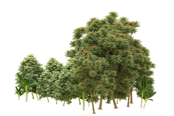 Orman beyaz arka planda izole edilmiş. 3d görüntüleme - illüstrasyon