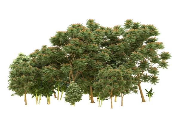 Orman arka planda izole edilmiş. 3d görüntüleme - illüstrasyon