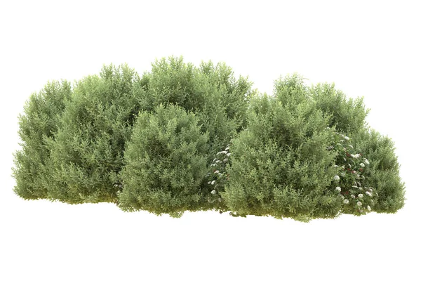 Forest isolated on white background. 3d rendering - illustration