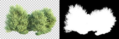 Doğa, arka planda bir maskeyle izole edilmiştir. 3d görüntüleme - illüstrasyon