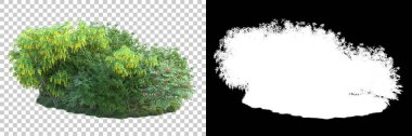 Orman arka planda maskeyle izole edilmiş. 3d görüntüleme - illüstrasyon