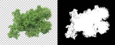 Orman arka planda maskeyle izole edilmiş. 3d görüntüleme - illüstrasyon