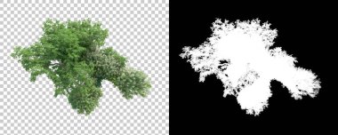 Orman arka planda maskeyle izole edilmiş. 3d görüntüleme - illüstrasyon