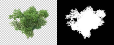 Orman arka planda maskeyle izole edilmiş. 3d görüntüleme - illüstrasyon