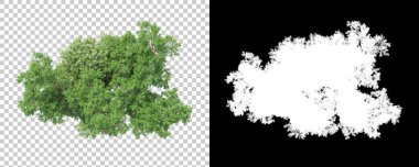 Orman arka planda maskeyle izole edilmiş. 3d görüntüleme - illüstrasyon