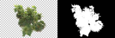 Kolaj için izole edilmiş 3d ağaç oluşturucu, alfa kanalı