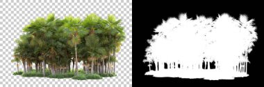 Kolaj için izole edilmiş 3d ağaç oluşturucu, alfa kanalı