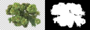 Kolaj için izole edilmiş 3d ağaç oluşturucu, alfa kanalı