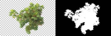 Kolaj için izole edilmiş 3d ağaç oluşturucu, alfa kanalı