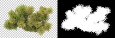 Kolaj için izole edilmiş 3d ağaç oluşturucu, alfa kanalı