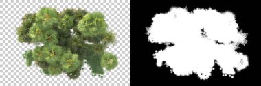 Kolaj için izole edilmiş 3d ağaç oluşturucu, alfa kanalı