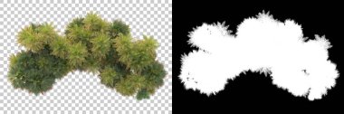 Kolaj için izole edilmiş 3d ağaç oluşturucu, alfa kanalı