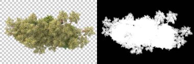 Kolaj için izole edilmiş 3d ağaç oluşturucu, alfa kanalı