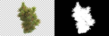 Kolaj için izole edilmiş 3d ağaç oluşturucu, alfa kanalı