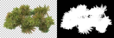 Kolaj için izole edilmiş 3d ağaç oluşturucu, alfa kanalı