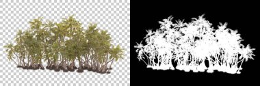 Kolaj için izole edilmiş 3d ağaç oluşturucu, alfa kanalı