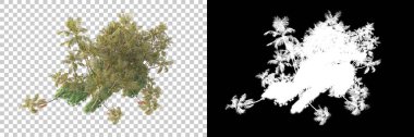 Kolaj için izole edilmiş 3d ağaç oluşturucu, alfa kanalı