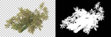 Kolaj için izole edilmiş 3d ağaç oluşturucu, alfa kanalı