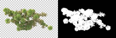Kolaj için izole edilmiş 3d ağaç oluşturucu, alfa kanalı