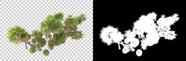Kolaj için izole edilmiş 3d ağaç oluşturucu, alfa kanalı