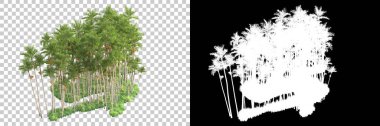 Kolaj için izole edilmiş 3d ağaç oluşturucu, alfa kanalı