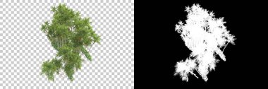Kolaj için izole edilmiş 3d ağaç oluşturucu, alfa kanalı