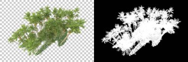Kolaj için izole edilmiş 3d ağaç oluşturucu, alfa kanalı