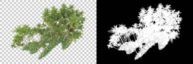 Kolaj için izole edilmiş 3d ağaç oluşturucu, alfa kanalı