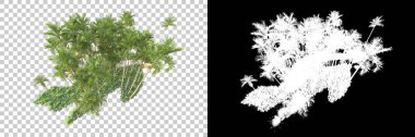 Kolaj için izole edilmiş 3d ağaç oluşturucu, alfa kanalı